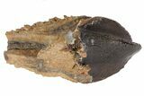 Rooted Triceratops Tooth - South Dakota #70133-3